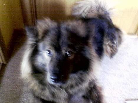 Eurasier Bella - hej med dig billede 3