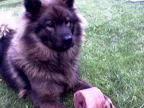 Eurasier Bella - ohh den smager godt., billede 4