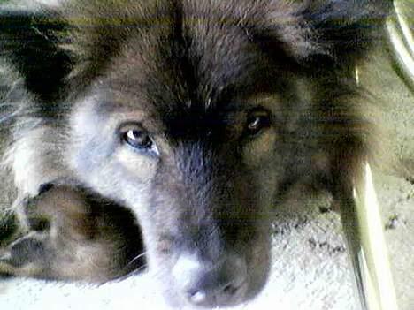 Eurasier Bella billede 5