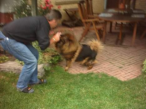 Eurasier Bella - bella giver far fem. det er vores lille tricks. billede 6