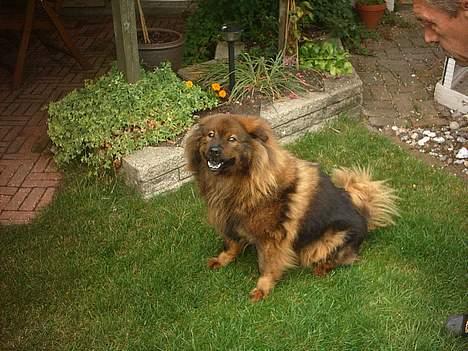 Eurasier Bella - bella sidder som en lille prinsesse. billede 7