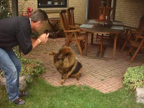 Eurasier Bella - bella giver niels fem billede 8