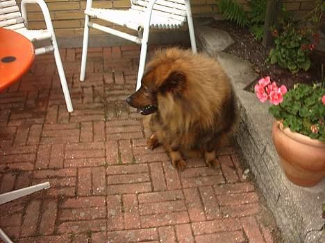 Eurasier Bella - ohh se der er mad derhenne. billede 9