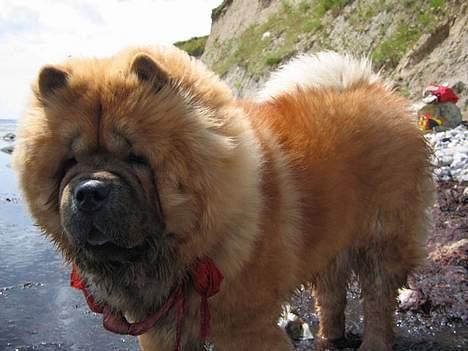 Chow chow carlo - På Ærø - Carlo på Vollerup Klint billede 5