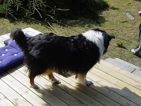 Collie langhåret Nala( DØD) - Nala i vores gamle sommerhus, hun er desværre svær og få et billed af forfra ;) billede 1