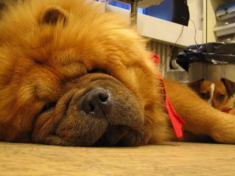 Chow chow carlo - På arbejdet - Carlo med veninden Trille billede 7