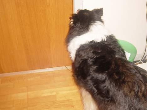 Collie langhåret Nala( DØD) - Nala som gerne vil ud af huset.. Sødt ik?  billede 2