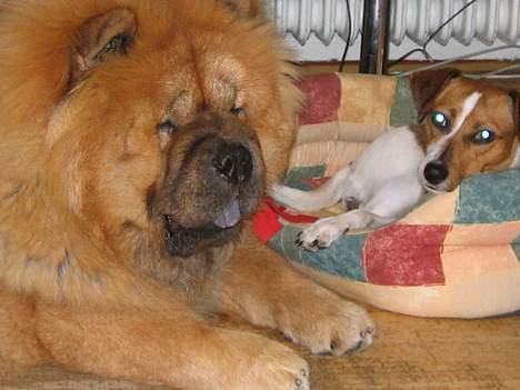 Chow chow carlo - På arbejdet - Carlo med veninden Trille billede 9