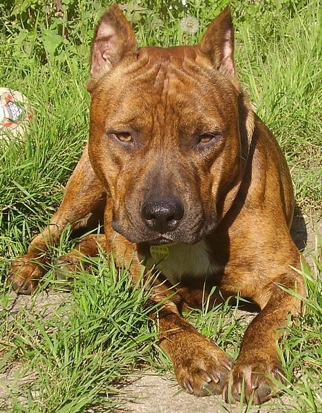 Amerikansk staffordshire terrier gang-staff trust me  billede 1