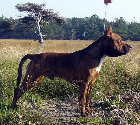 Amerikansk staffordshire terrier gang-staff trust me  billede 2