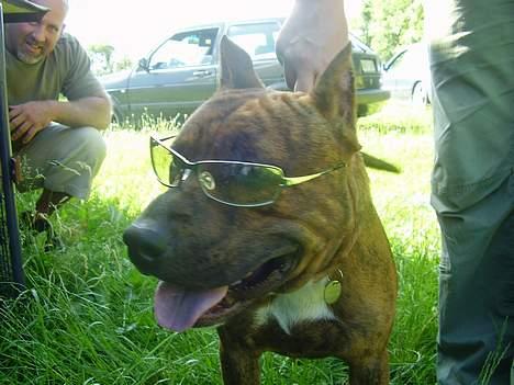 Amerikansk staffordshire terrier gang-staff trust me  billede 3