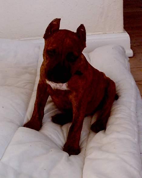 Amerikansk staffordshire terrier gang-staff trust me  billede 4