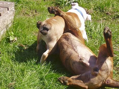 Amerikansk staffordshire terrier gang-staff trust me  billede 5