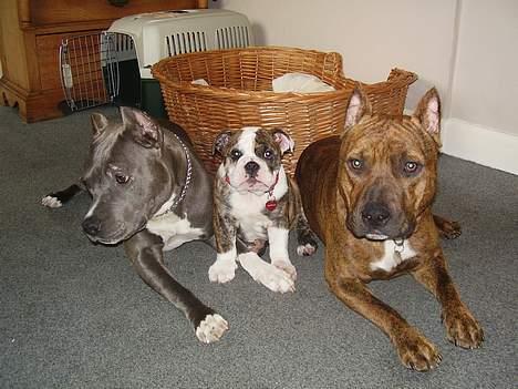 Amerikansk staffordshire terrier gang-staff trust me  billede 6