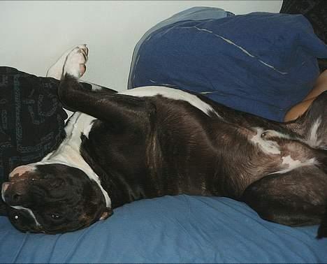 Amerikansk staffordshire terrier Taz.. - Er jeg ik bare dejlig billede 7