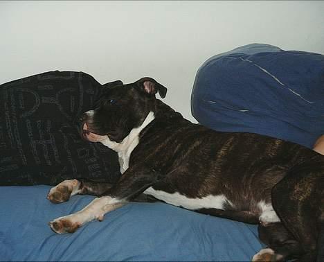 Amerikansk staffordshire terrier Taz.. - Jeg må ik men elsker bare den seng... billede 8