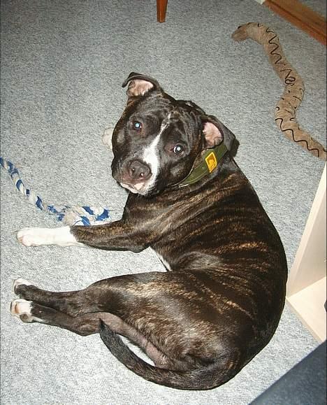 Amerikansk staffordshire terrier Taz.. billede 9