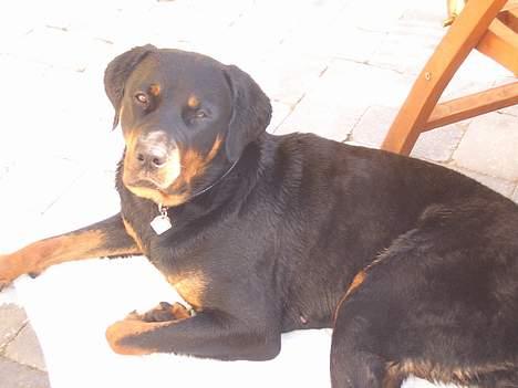 Rottweiler Ascha RIP billede 8