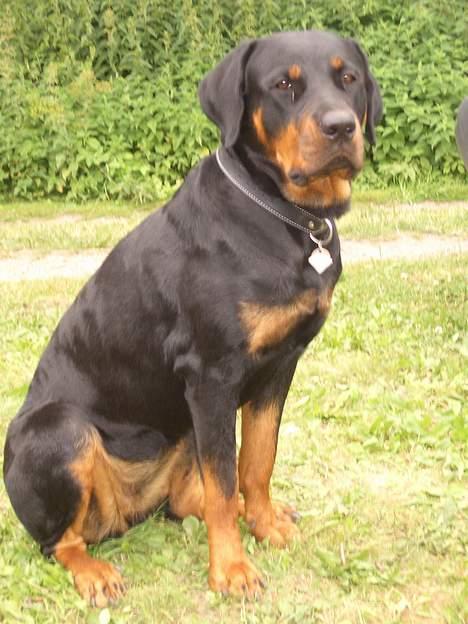 Rottweiler Ascha RIP billede 9