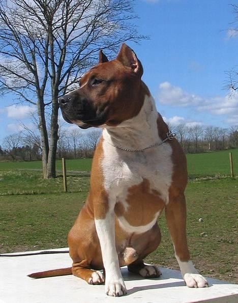 Amerikansk staffordshire terrier alvarez´s ramon candel billede 1