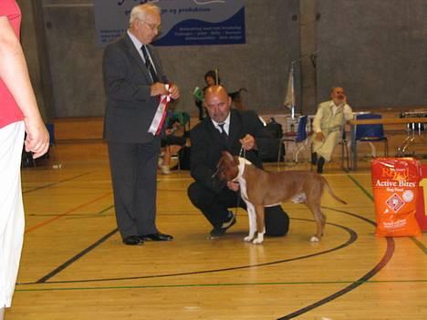 Amerikansk staffordshire terrier alvarez´s ramon candel billede 2