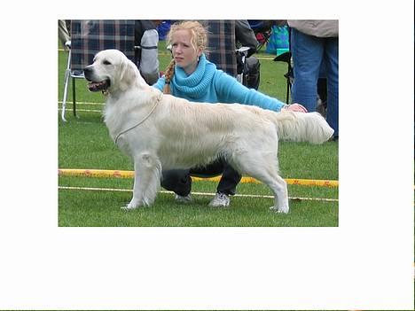 Golden retriever Golden Maid Rocking Boy  - ja sådan kan man jo få lidt opmærksomhed, mellem fars ben  billede 1