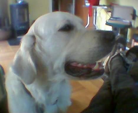 Golden retriever Golden Maid Rocking Boy  - og så lige i profil tak, er jeg ikke smuk :D billede 2