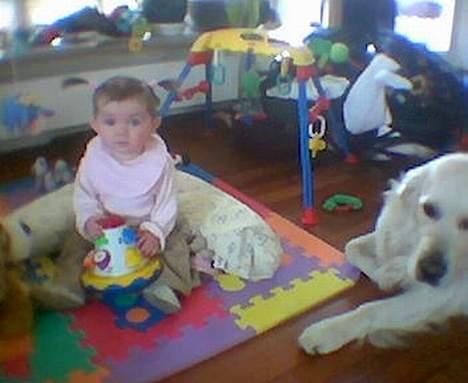 Golden retriever Golden Maid Rocking Boy  - her ligger Rocko og passer på sin baby, de er ved at have det godt/sjovt sammen billede 3