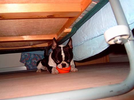 Blanding af racer Nielson - fundeeeet :) billede 18