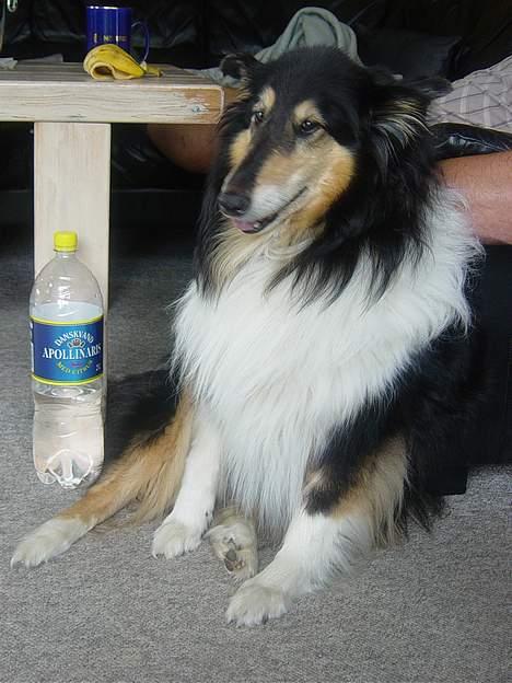 Collie langhåret Nala( DØD) - Endelig et af hendes ansigt, hun er utrolig kamera-sky billede 3