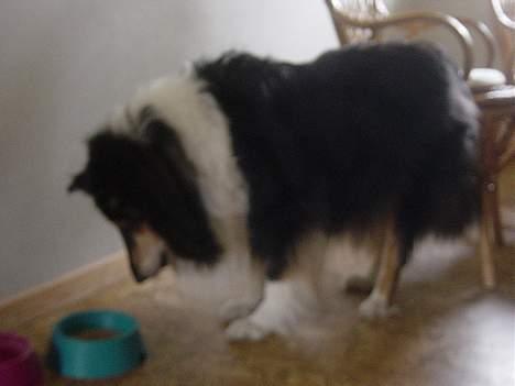 Collie langhåret Nala( DØD) - Her skal hun så til at spise billede 4