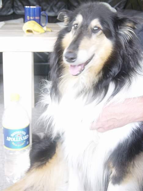 Collie langhåret Nala( DØD) - Sååååh smuk :D billede 5