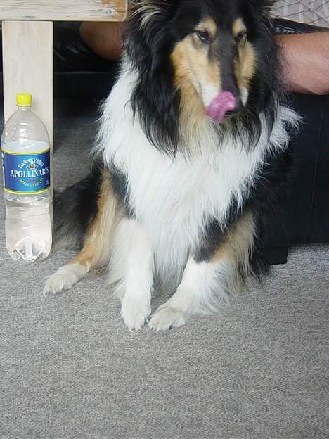 Collie langhåret Nala( DØD) - Hvorfor slikker hun sig om munden? hehe billede 6