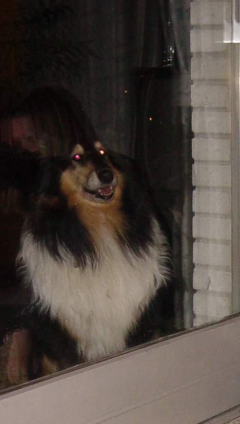Collie langhåret Nala( DØD) - Her vil hun meget gerne ind.. Heh billede 7