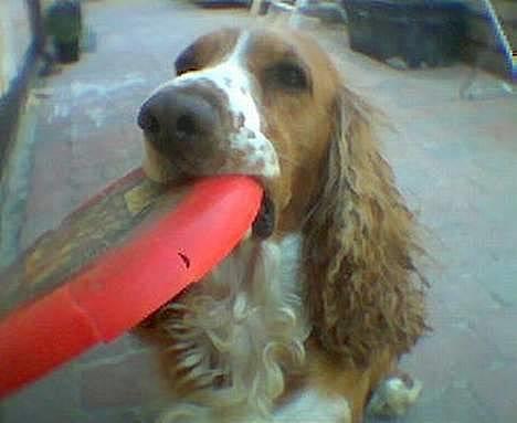 Cocker spaniel Rico - Det her er livet.....*S* billede 10