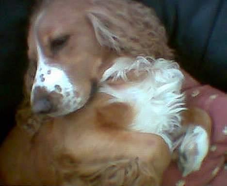 Cocker spaniel Rico - Der er ikke noget som en sofa... billede 11