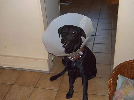 Labrador retriever Bølle - ´Hvor pinligt ! ik billeder med den her på! ´ (Han er lige blevet kastreret) billede 4