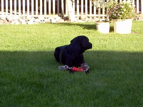 Labrador retriever Bølle - ´Hmm, når hun nu ik gider lege med mig så sku jeg måske prøve med planterne der henne ? ´ billede 6