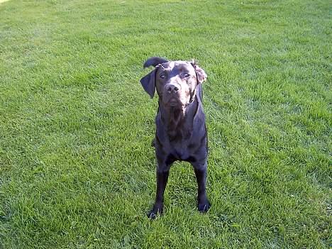 Labrador retriever Bølle - ´Kom så med den der! Den kan du alligevel ik bruge til noget!´ (Jeg stod med hans reb for at få ham til at kigge på kameraet) billede 7
