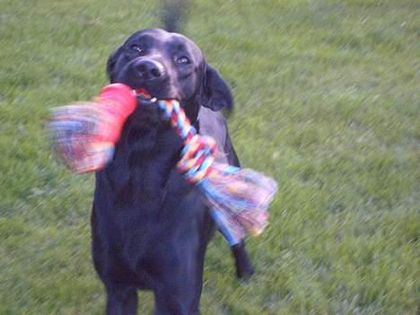 Labrador retriever Bølle - ´See hvor fin den er!´ billede 8