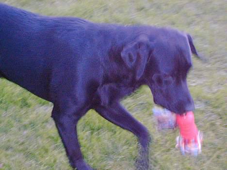 Labrador retriever Bølle - ´Ej du må altså ik ta den ! ´ billede 9