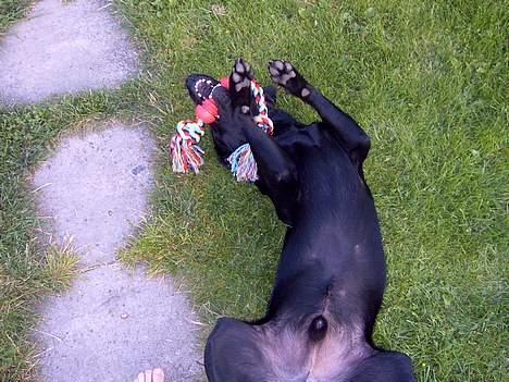 Labrador retriever Bølle - ´Neeij hvor ligger man godt her ´  billede 10