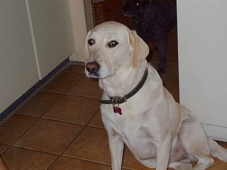 Labrador retriever Bella, billede 10