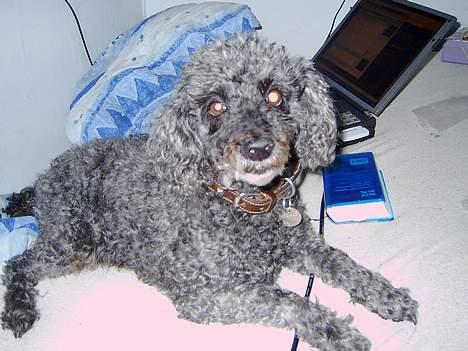 Dværgpuddel Krølle ((Død)) billede 14