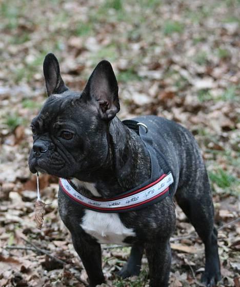 Fransk bulldog Chica - Her er jeg rigtig på vagt...er jeg ik sød :o) billede 1