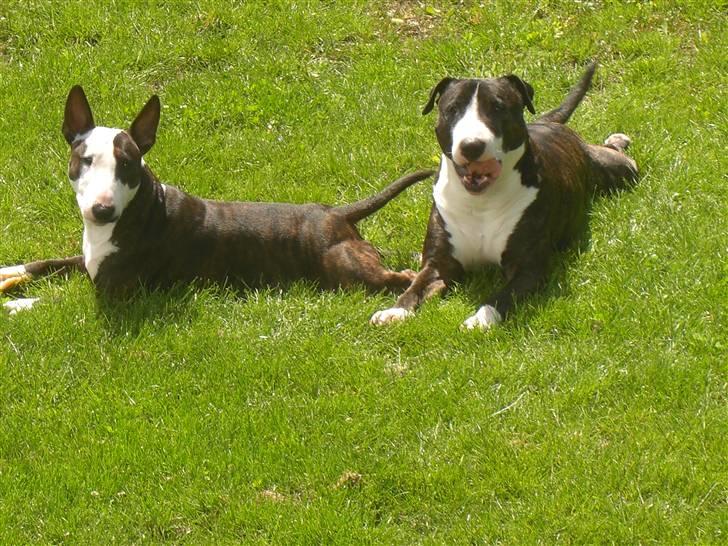 Blanding af racer Tyzon billede 1