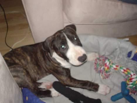 Blanding af racer Tyzon - hmm det er mare en dejlig seng min far har købt til mig *s* billede 2