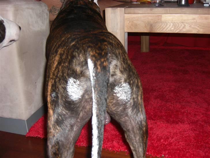 Blanding af racer Tyzon - Jeg stiller mig da lige op af den nymalet væg.. :) billede 3