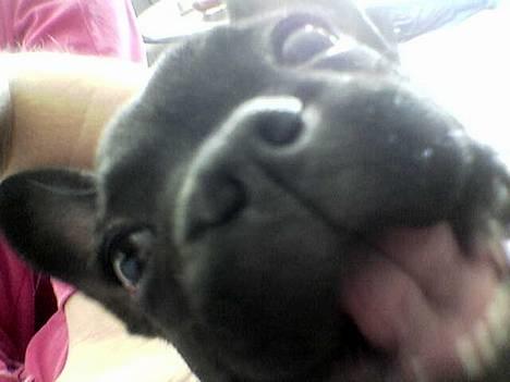Fransk bulldog Chica - haaaaaarj !! billede 2