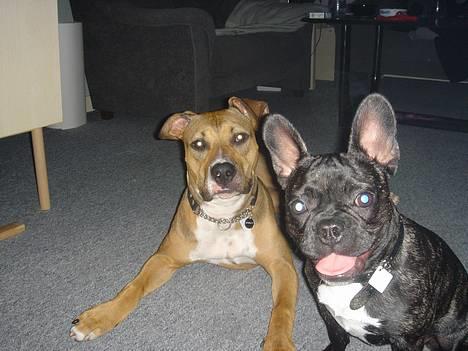 Fransk bulldog Chica - du bar min bedsteste ven karma :o) billede 3